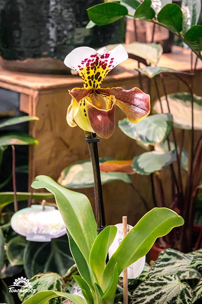 Paphiopedilum american hybride